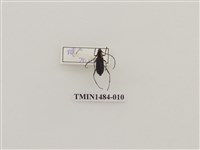 藏品(淡黑紅天牛)的圖片